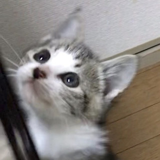 トライアル中のため募集一時停止中。きんつばちゃん