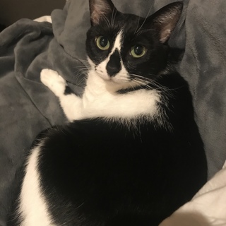 猫さん大好き！！美人猫こりんちゃん☆約2歳