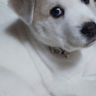 可愛い仔犬メランジュが幸せを運びます。