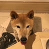 ラッキーポンさん