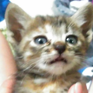 可愛い赤ちゃん！自宅出産！