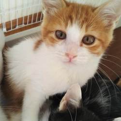 第83回　にゃん☆ぴーす犬猫譲渡会