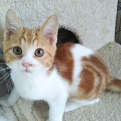 第83回　にゃん☆ぴーす犬猫譲渡会 サムネイル2