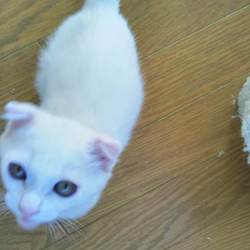 第83回　にゃん☆ぴーす犬猫譲渡会 サムネイル3