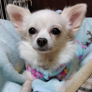 チワワのしーちゃん