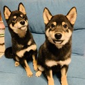 日本犬子犬♂