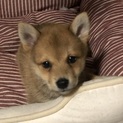 豆柴みたいな男の子⭐️3か月