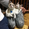 の写真