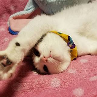 ハート模様を隠してる甘えん坊(動画あり)