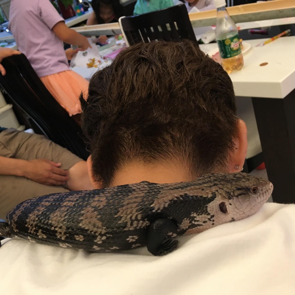 アオジタトカゲのカバー写真