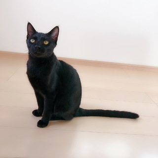 甘えん坊きょうだい