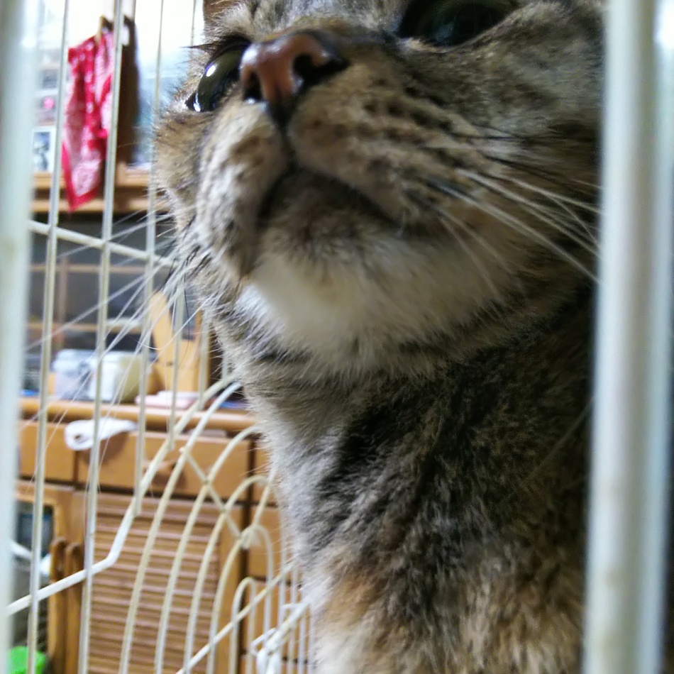 梓のカバー写真