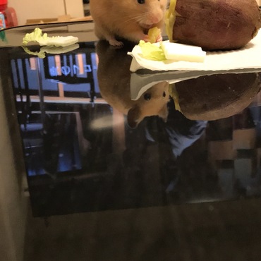 焼き芋