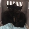 海南駅の黒子猫(オスとメス) 約２ヶ月 ノミダニ駆除済 エイズ白血病陰性です。