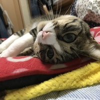 フェリオくん
