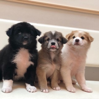 性格抜群の離乳間近の可愛い子犬です✨