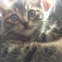 犬と暮らせる子猫