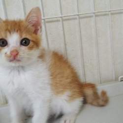 [八千代台]お節介侍の犬猫譲渡会  サムネイル2