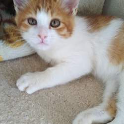 [八千代台]お節介侍の犬猫譲渡会  サムネイル3