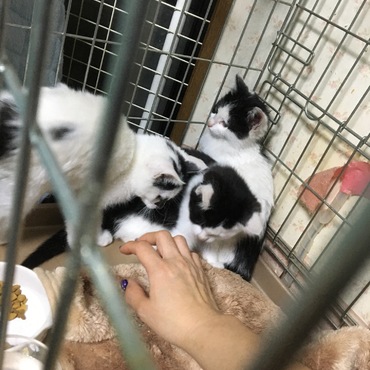 わちゃわちゃ4兄弟