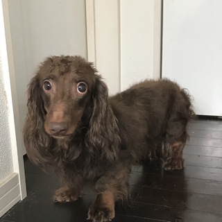 きれいなチョコカラー