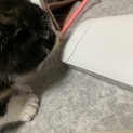 三毛猫ちゃん