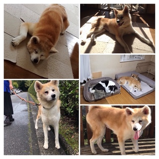 純粋で明るい秋田犬★ひなちゃん