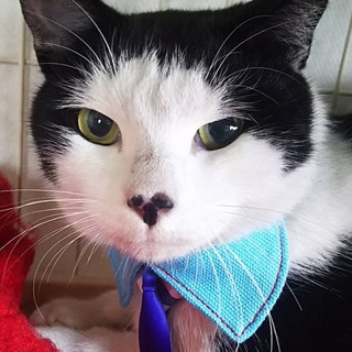 マッシュルームヘアそしてお鼻がハートですが男子です