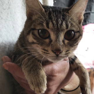 ペット不可アパートのキジトラまゆみちゃん