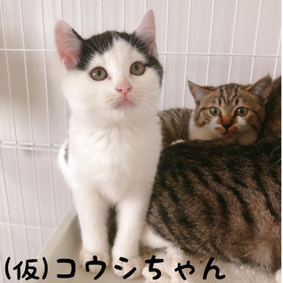 家族にしてください①