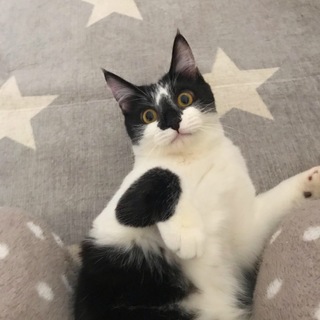 【1歳】元気いっぱい『ピノ』くん