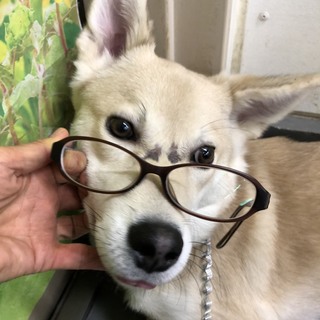 お顔の傷も魅力的、あむと君→ボランティア譲渡