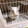 まるるくん