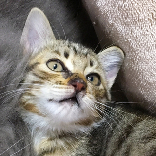 募集一時停止　キジトラ コウタくん