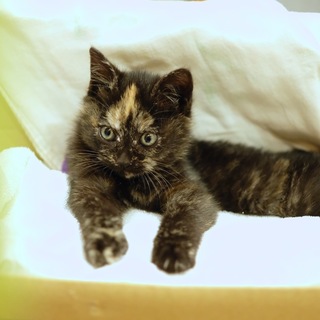 ブサカワ女子♡