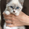 里親決定。シャム風子猫オスカー君