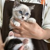 里親決定。シャム風子猫オスカー君 サムネイル2