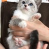 里親決定。シャム風子猫オスカー君 サムネイル3