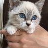里親決定。シャム風子猫オスカー君 サムネイル4