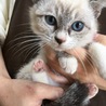 里親決定。シャム風子猫オスカー君 サムネイル5
