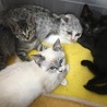 里親決定。シャム風子猫オスカー君 サムネイル6