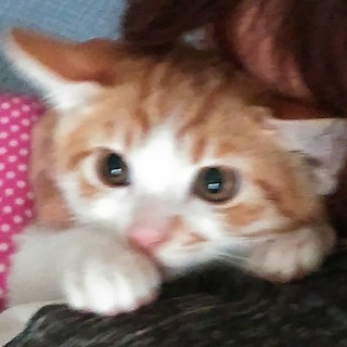 可 愛い赤ちゃんです！背中に天使の羽！