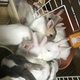 ミニウサギの里親様募集しています。