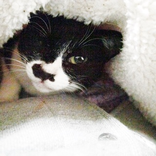 お膝の上が大好き。ハチワレ女子の3才です