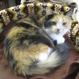 小柄な長毛の三毛ちゃん☆