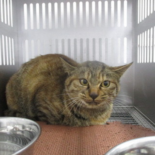 処分対象になります。収容期限12/4朝迄