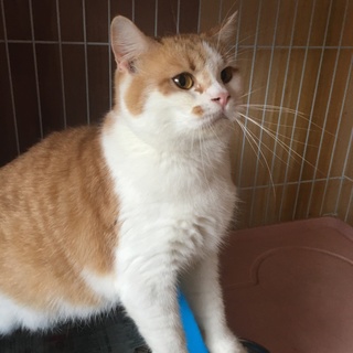 スコティッシュホールド