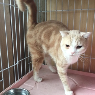 スコティッシュホールド