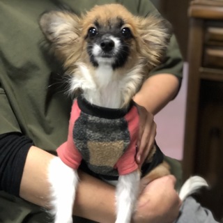 パピヨンのアシュリーちゃん