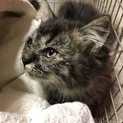 ふさふさの子猫の募集です。
